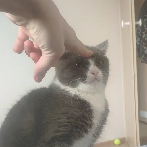 😾 Стикер «KikoCAT» для Telegram