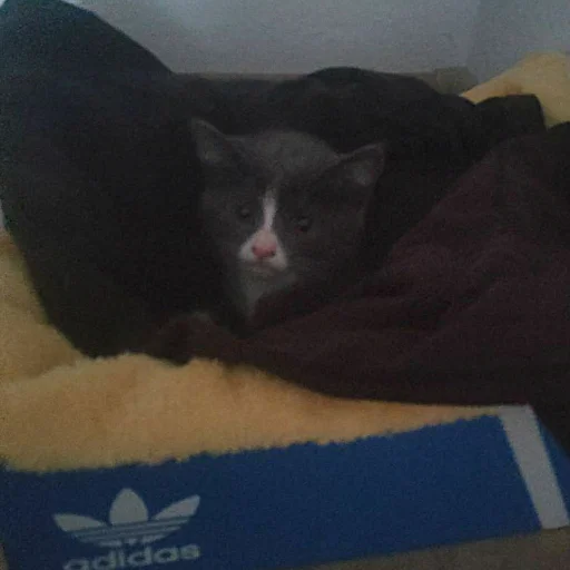 😟 Стикер «KikoCAT» для Telegram