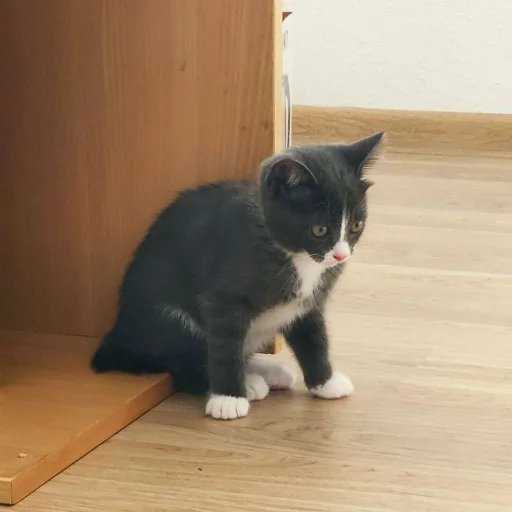 😒 Стикер «KikoCAT» для Telegram