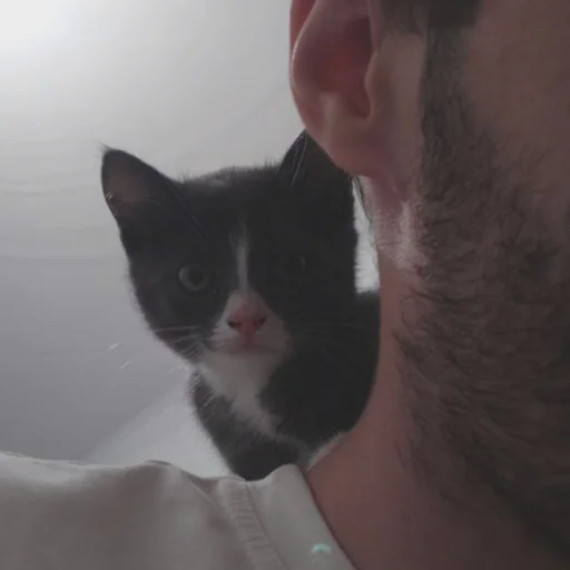 😶 Стикер «KikoCAT» для Telegram