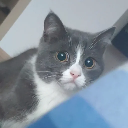 🧐 Стикер «KikoCAT» для Telegram