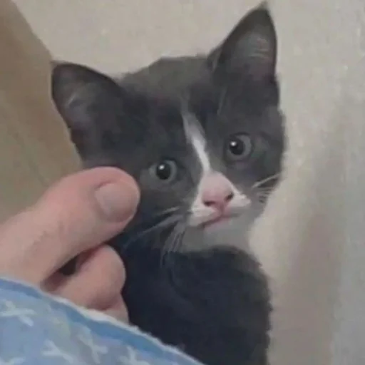 😌 Стикер «KikoCAT» для Telegram
