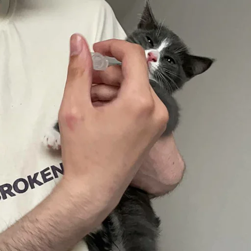 🍬 Стикер «KikoCAT» для Telegram
