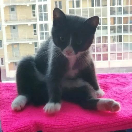😊 Стикер «KikoCAT» для Telegram