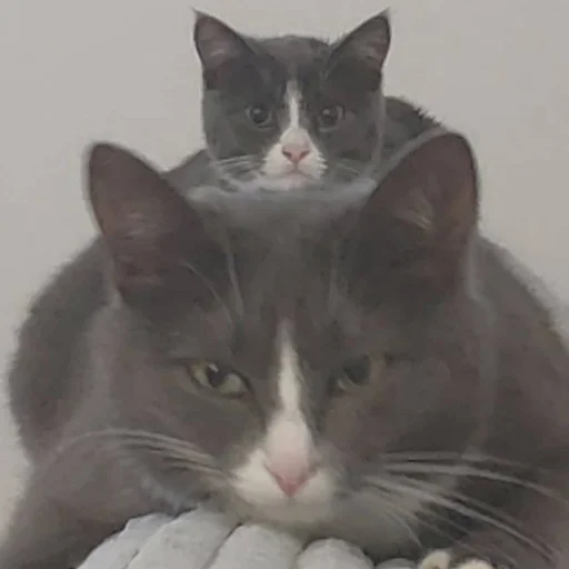 😐 Стикер «KikoCAT» для Telegram