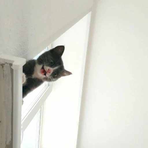 🥺 Стикер «KikoCAT» для Telegram