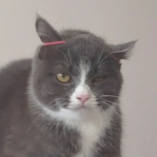 🤪 Стикер «KikoCAT» для Telegram
