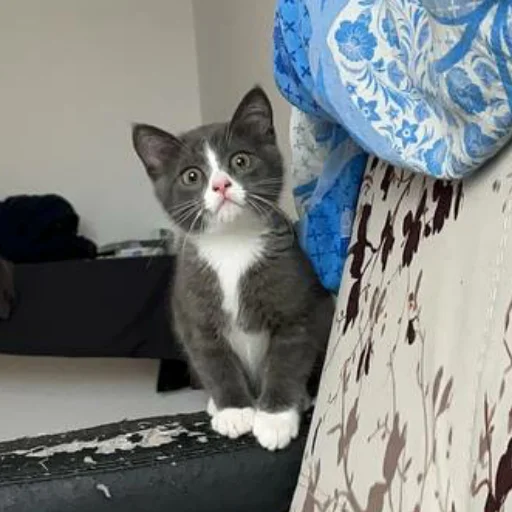 😝 Стикер «KikoCAT» для Telegram