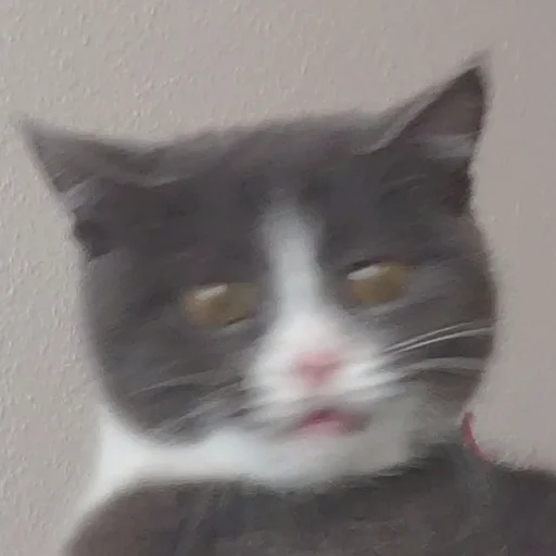 🤤 Стикер «KikoCAT» для Telegram