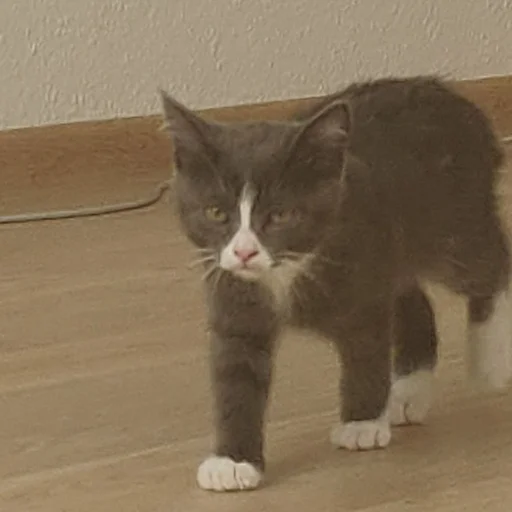 ☹️ Стикер «KikoCAT» для Telegram