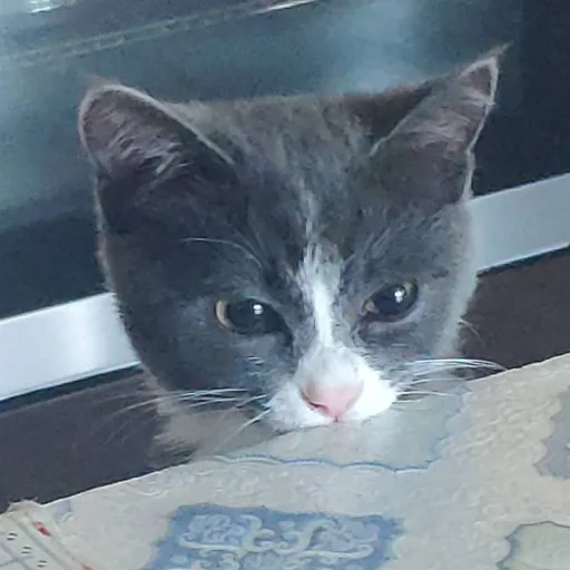 🤫 Стикер «KikoCAT» для Telegram