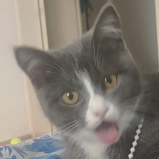 🥵 Стикер «KikoCAT» для Telegram