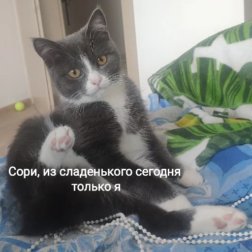 💥 Стикер «KikoCAT» для Telegram