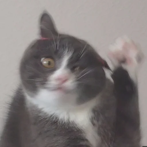 ✋ Стикер «KikoCAT» для Telegram