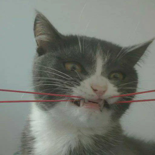 😬 Стикер «KikoCAT» для Telegram