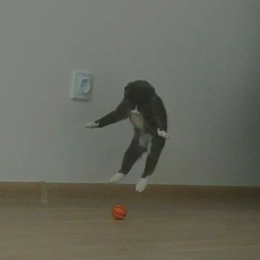 🏀 Стикер «KikoCAT» для Telegram