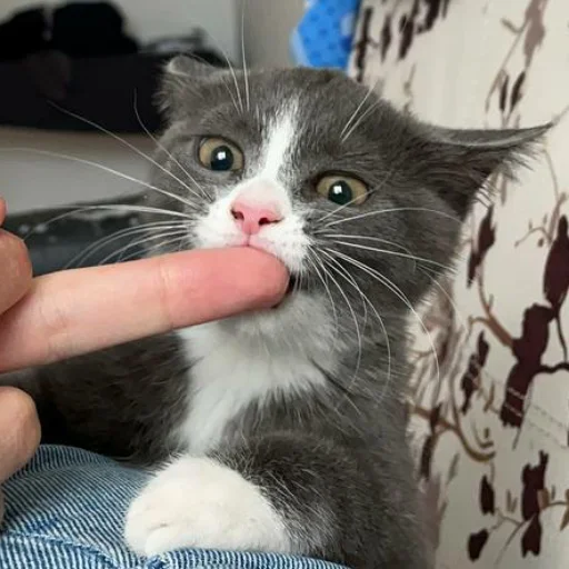 😛 Стикер «KikoCAT» для Telegram