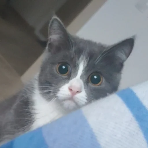 😕 Стикер «KikoCAT» для Telegram