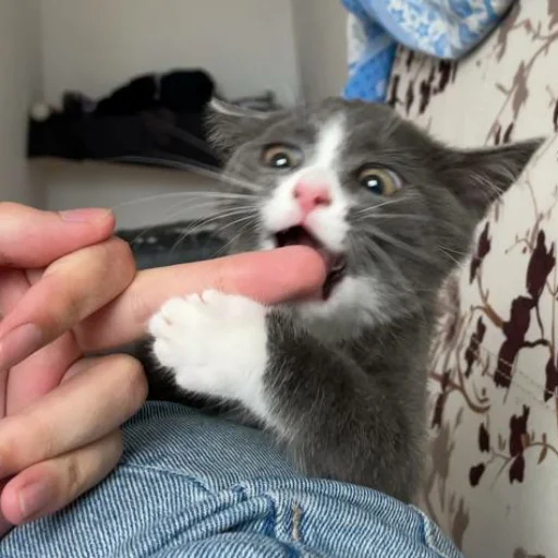 😘 Стикер «KikoCAT» для Telegram