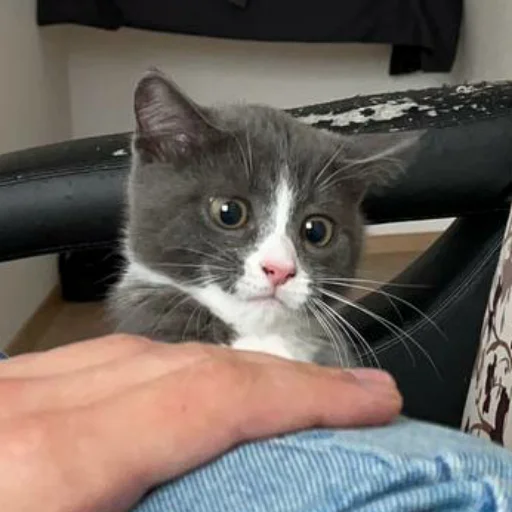 😨 Стикер «KikoCAT» для Telegram