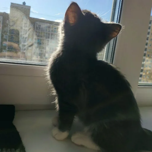 😌 Стикер «KikoCAT» для Telegram