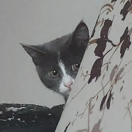 🙄 Стикер «KikoCAT» для Telegram