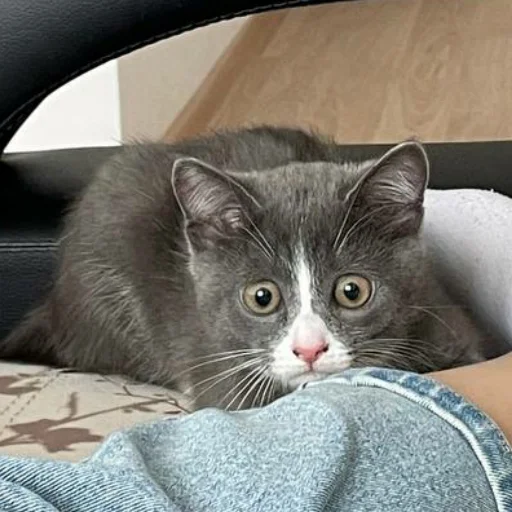 😥 Стикер «KikoCAT» для Telegram