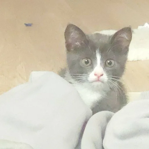😧 Стикер «KikoCAT» для Telegram