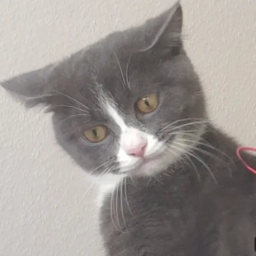 🤨 Стикер «KikoCAT» для Telegram