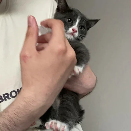 🥝 Стикер «KikoCAT» для Telegram