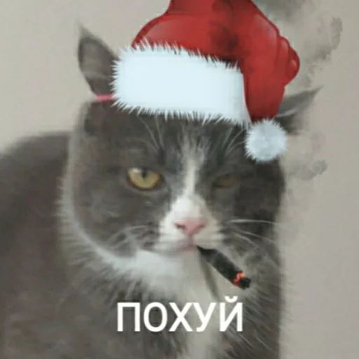 🎅 Стикер «KikoCAT» для Telegram