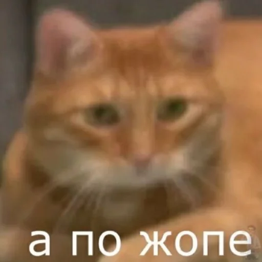 🤭 Стикер «анастасИз» для Telegram