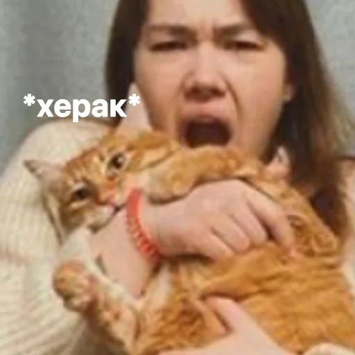 🐯 Стикер «анастасИз» для Telegram