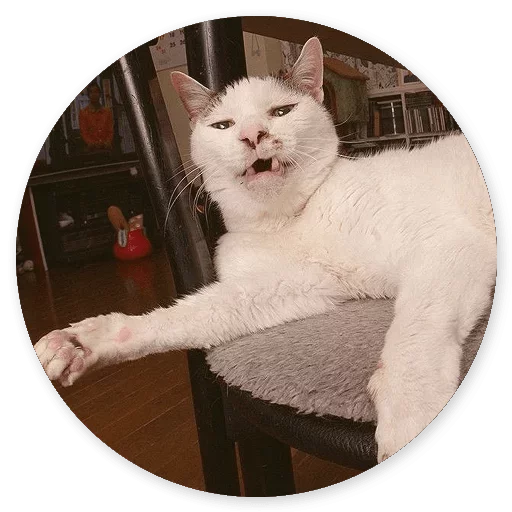 😝 Стикер «Котики и Кошечки 2» для Telegram