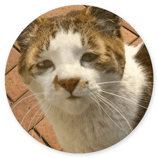 😩 Стикер «Котики и Кошечки 2» для Telegram