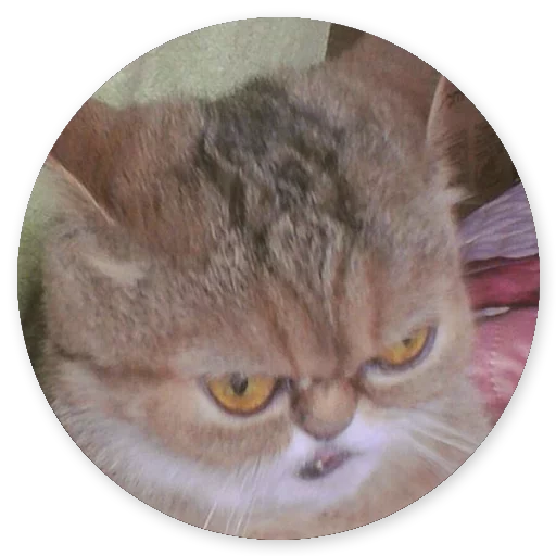 😛 Стикер «Котики и Кошечки 2» для Telegram