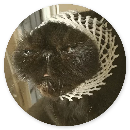 😜 Стикер «Котики и Кошечки 2» для Telegram