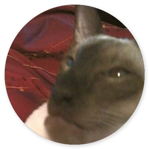 😆 Стикер «Котики и Кошечки 2» для Telegram