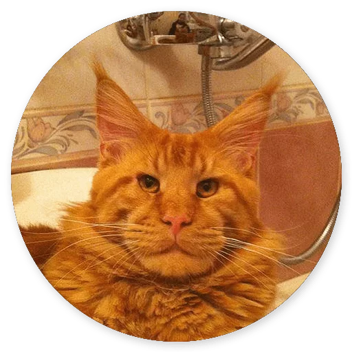😌 Стикер «Котики и Кошечки 2» для Telegram