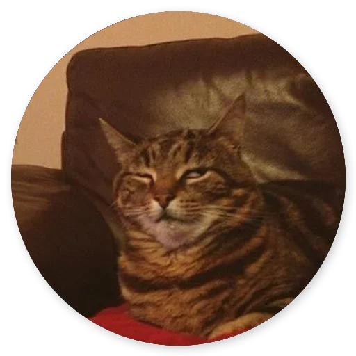 😏 Стикер «Котики и Кошечки 2» для Telegram