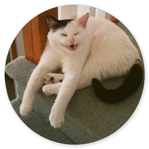 😁 Стикер «Котики и Кошечки 2» для Telegram
