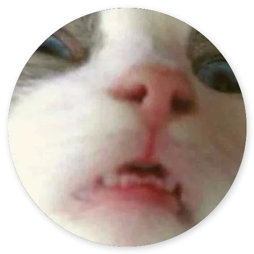 😚 Стикер «Котики и Кошечки 2» для Telegram