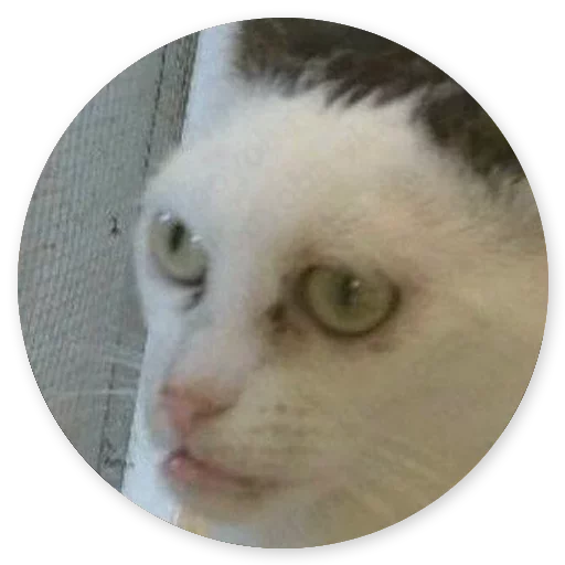 😄 Стикер «Котики и Кошечки 2» для Telegram