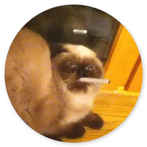 😑 Стикер «Котики и Кошечки 2» для Telegram