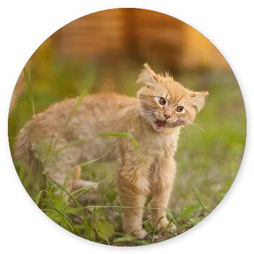 😄 Стикер «Котики и Кошечки 2» для Telegram