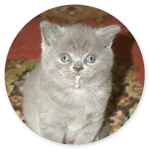 😄 Стикер «Котики и Кошечки 2» для Telegram