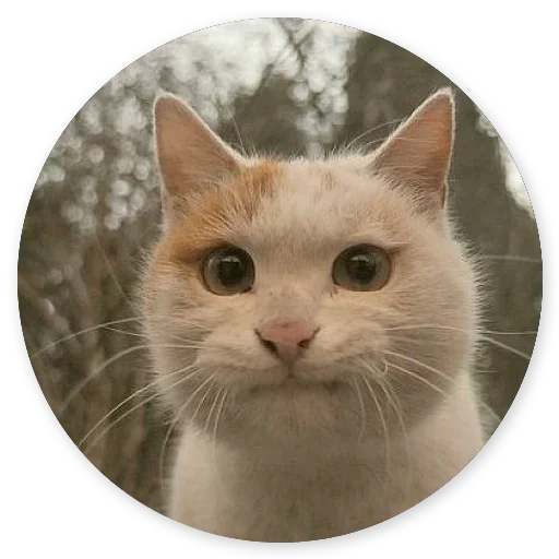 😶 Стикер «Котики и Кошечки 2» для Telegram