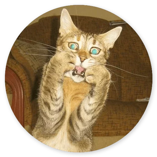 😆 Стикер «Котики и Кошечки 2» для Telegram