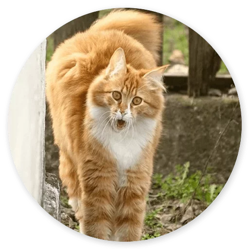 😖 Стикер «Котики и Кошечки 2» для Telegram