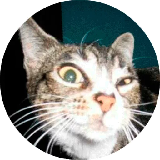 😗 Стикер «Котики и Кошечки 2» для Telegram
